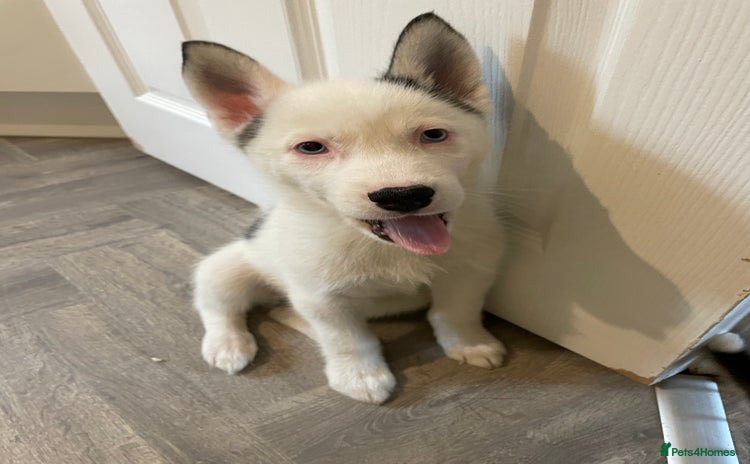 Siberian Husky dogs - Advert 4