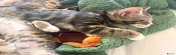 Domestic Shorthair cats for sale: Beautiful little kittens - Advert 3