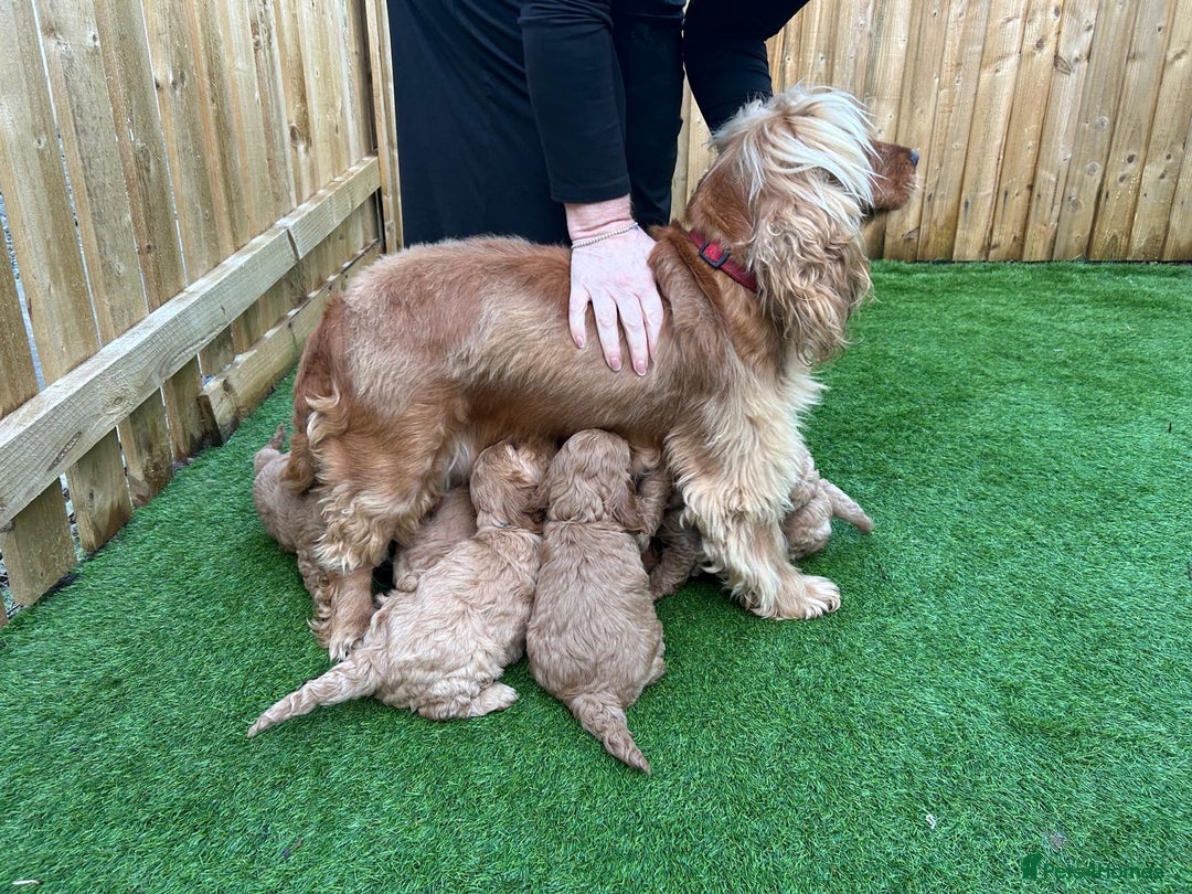 Cockapoo dogs for sale: F1 Miniature Cockapoo  - Advert 21