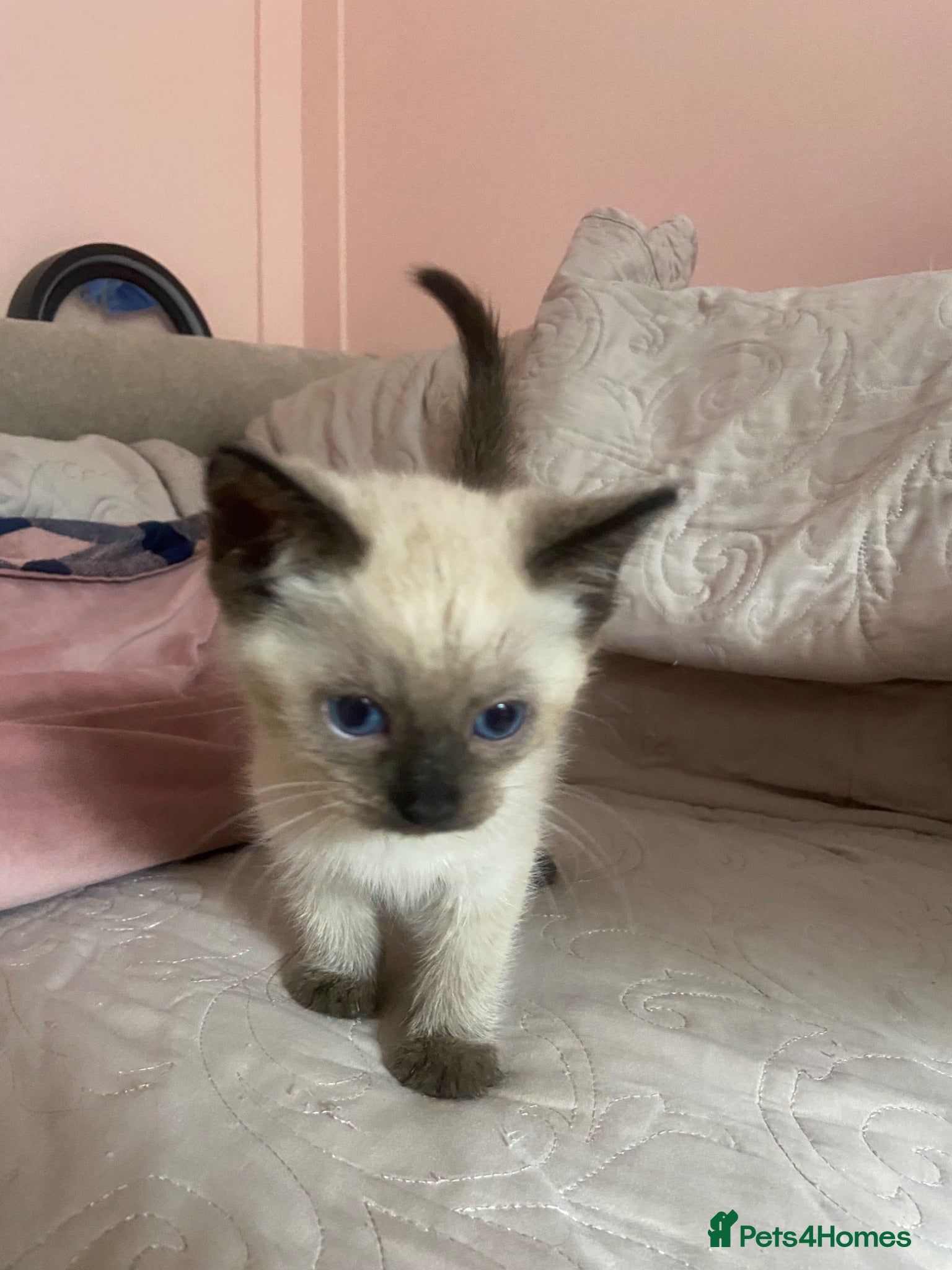 Ragdoll cats Beautiful kittens ready now variety of colours  - Advert 1