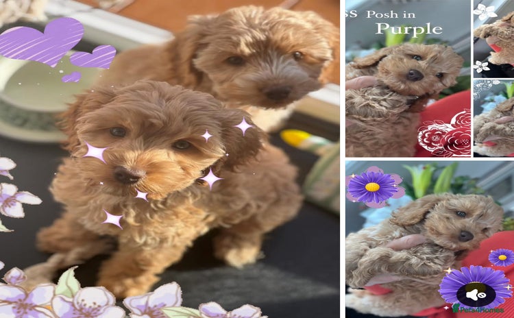 Cockapoo dogs - Advert 15