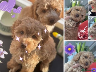 Cockapoo dogs - Advert 23