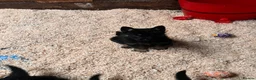 German Shepherd dogs for sale: 🐾 Black & Tan German Shepherd Puppies 🐾 - Advert 1