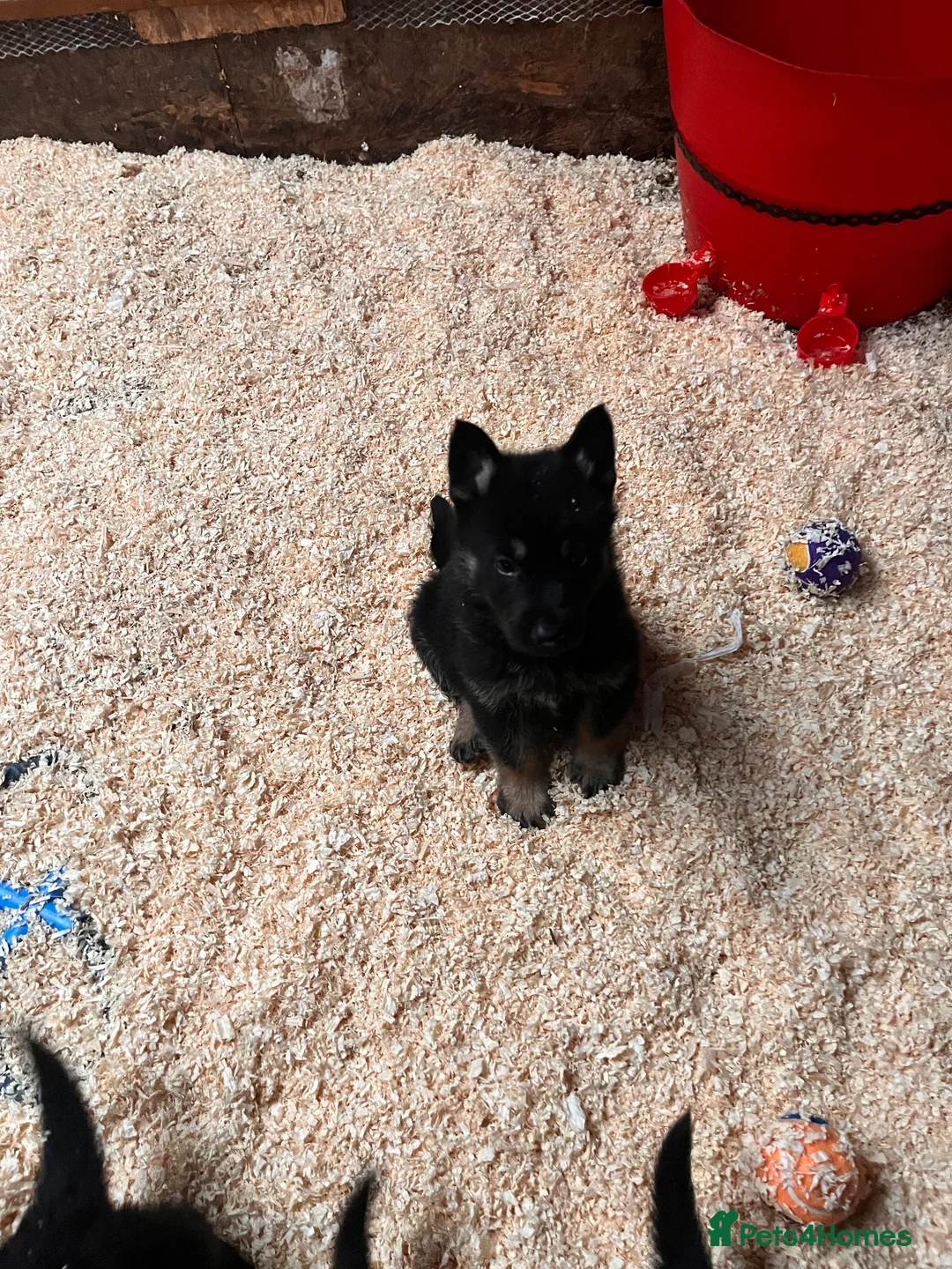 German Shepherd dogs for sale: 🐾 Black & Tan German Shepherd Puppies 🐾 - Advert 1