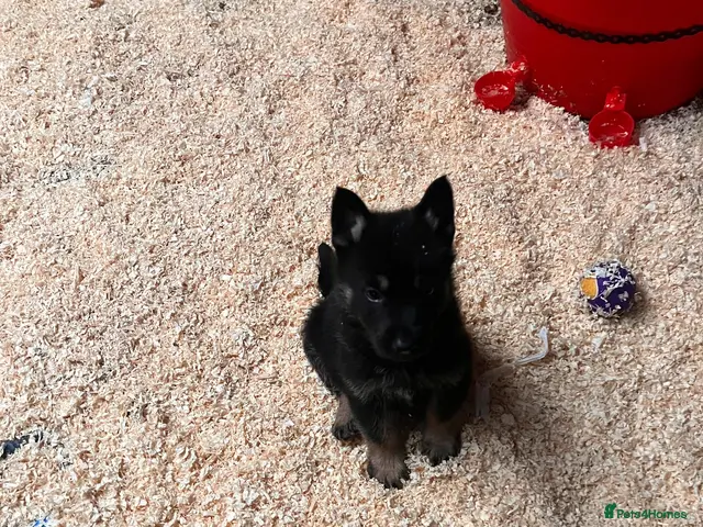 German Shepherd dogs 🐾 Black & Tan German Shepherd Puppies 🐾 - Advert 1