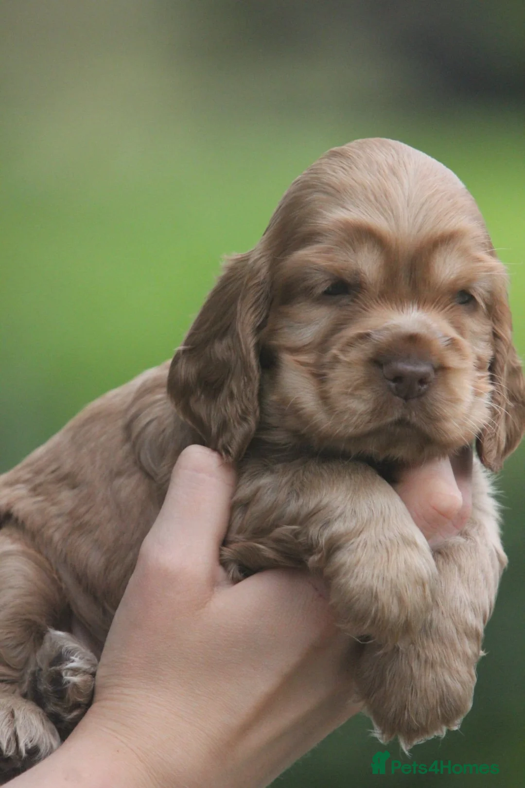 Cocker Spaniel dogs for sale: Fully Health Tested Show Type Cocker Spaniels  - Advert 2