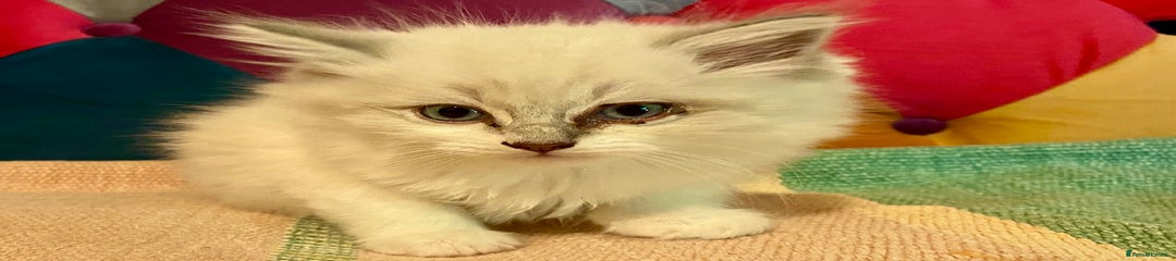 Siberian Kitten 3