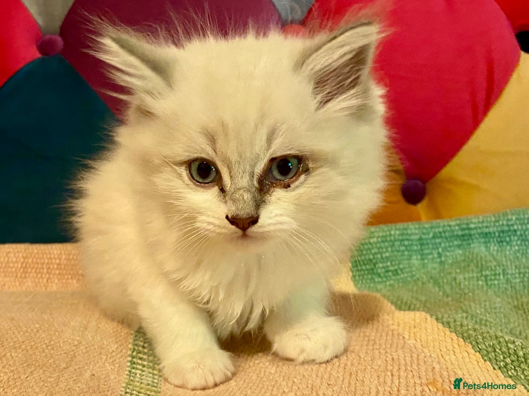 Siberian cats for sale: x5 Adorable Pure Siberian Kittens to re-home😻 - Image 14