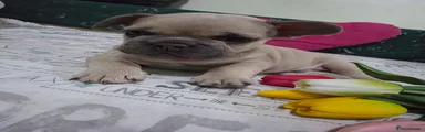 French Bulldog Puppy 2