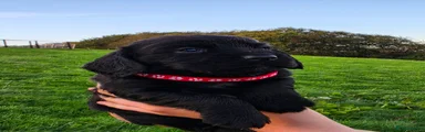 Cocker Spaniel 5