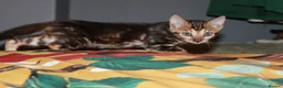 Bengal cats for sale: Four Bengal Kittens for Sale. TICA Pedigree Reg'd - Advert 6