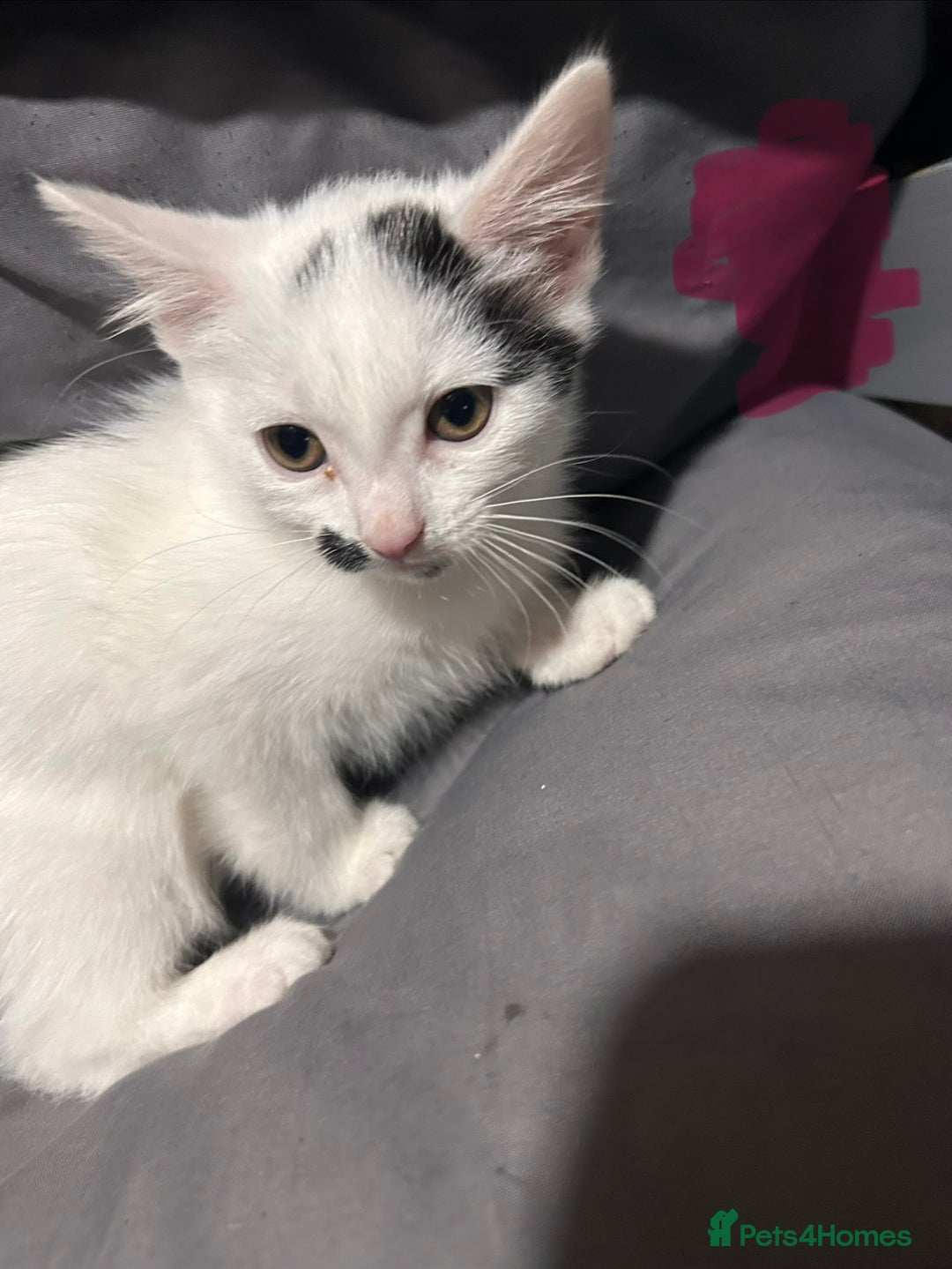 Mixed Breed cats for sale: Kittens for sale 2 male 3 female  - Advert 5