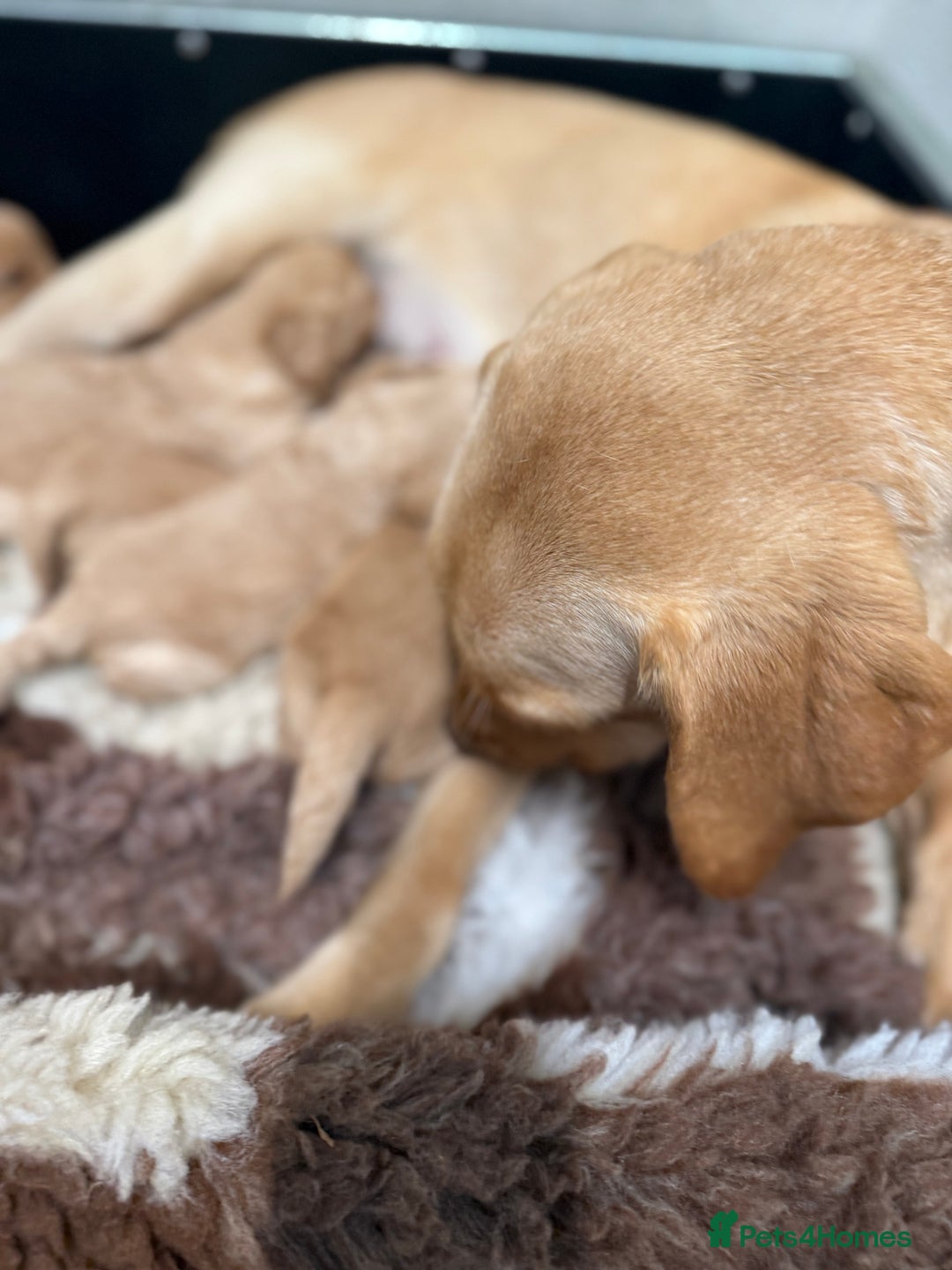 Labradoodle dogs for sale: Beautiful F1 miniature labradoodles  - Advert 5