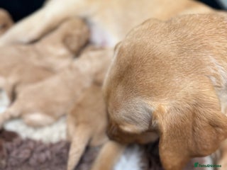 Labradoodle dogs Beautiful F1 miniature labradoodles - Advert 1