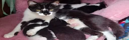 Mixed Breed cats for sale: Kittens  - Advert 13