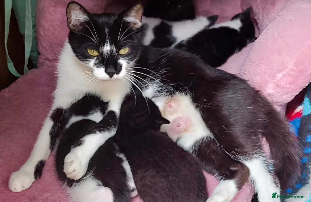 Mixed Breed cats for sale: Kittens  - Advert 13