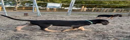 Bloodhound dogs for sale: Bloodhound puppies  in Dereham - Advert 21