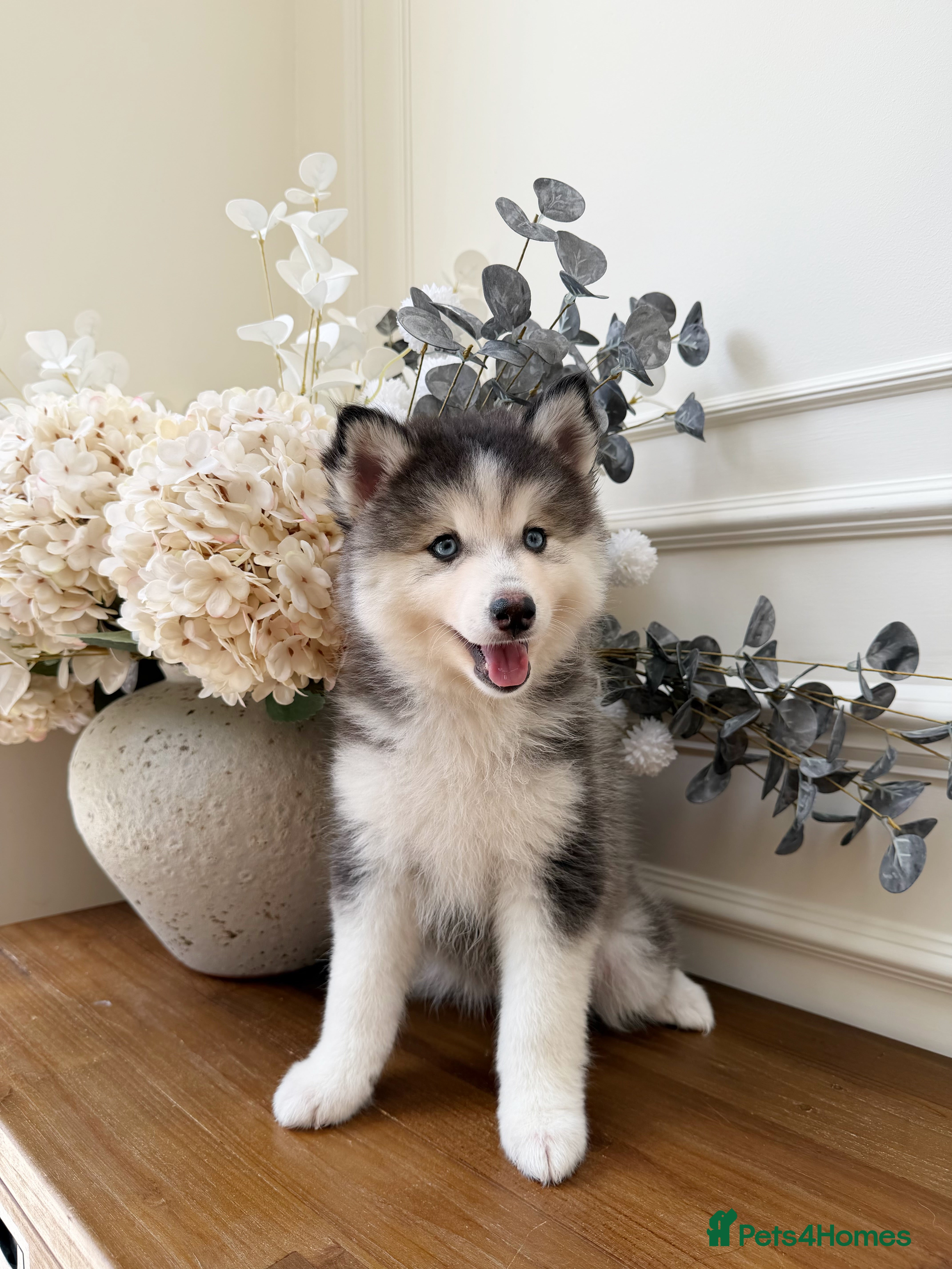 Pomsky dogs Blue Eyed Pomskies in London - Ready For Homes - Advert 1