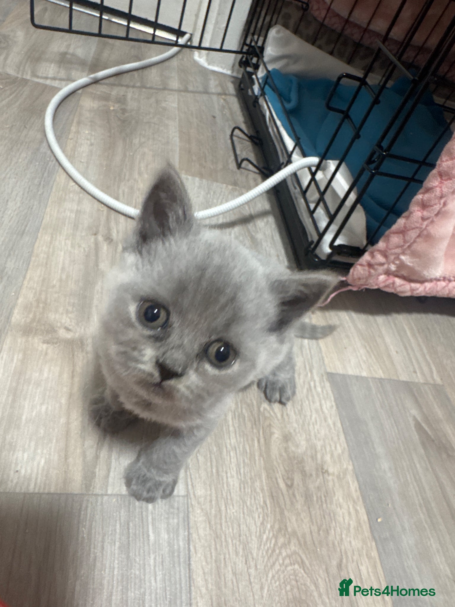 British Shorthair cats British blue shorthair - Advert 2