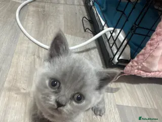 British Shorthair cats British blue shorthair - Advert 12