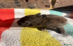 Netherland Dwarf rabbits for sale: Sweet Netherland dwarf bunnies  - Image 3