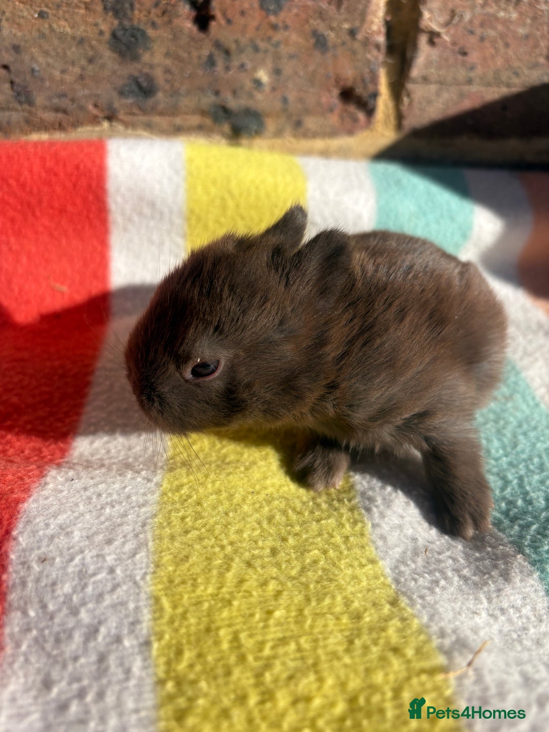 Netherland Dwarf rabbits for sale: Sweet Netherland dwarf bunnies  - Image 3