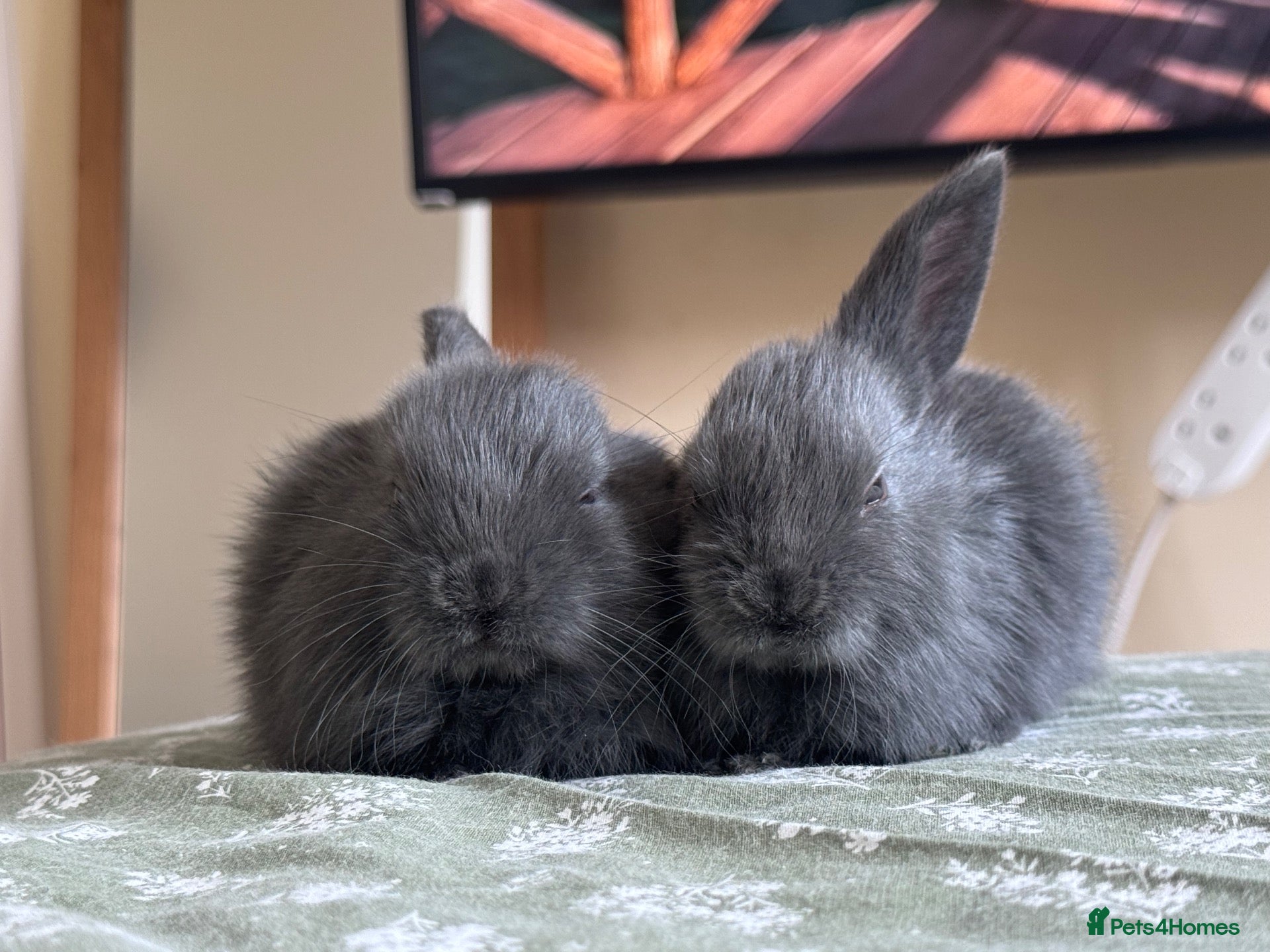 Mixed Breed rabbits beautiful bunnies looking for loving homes  - Advert 1