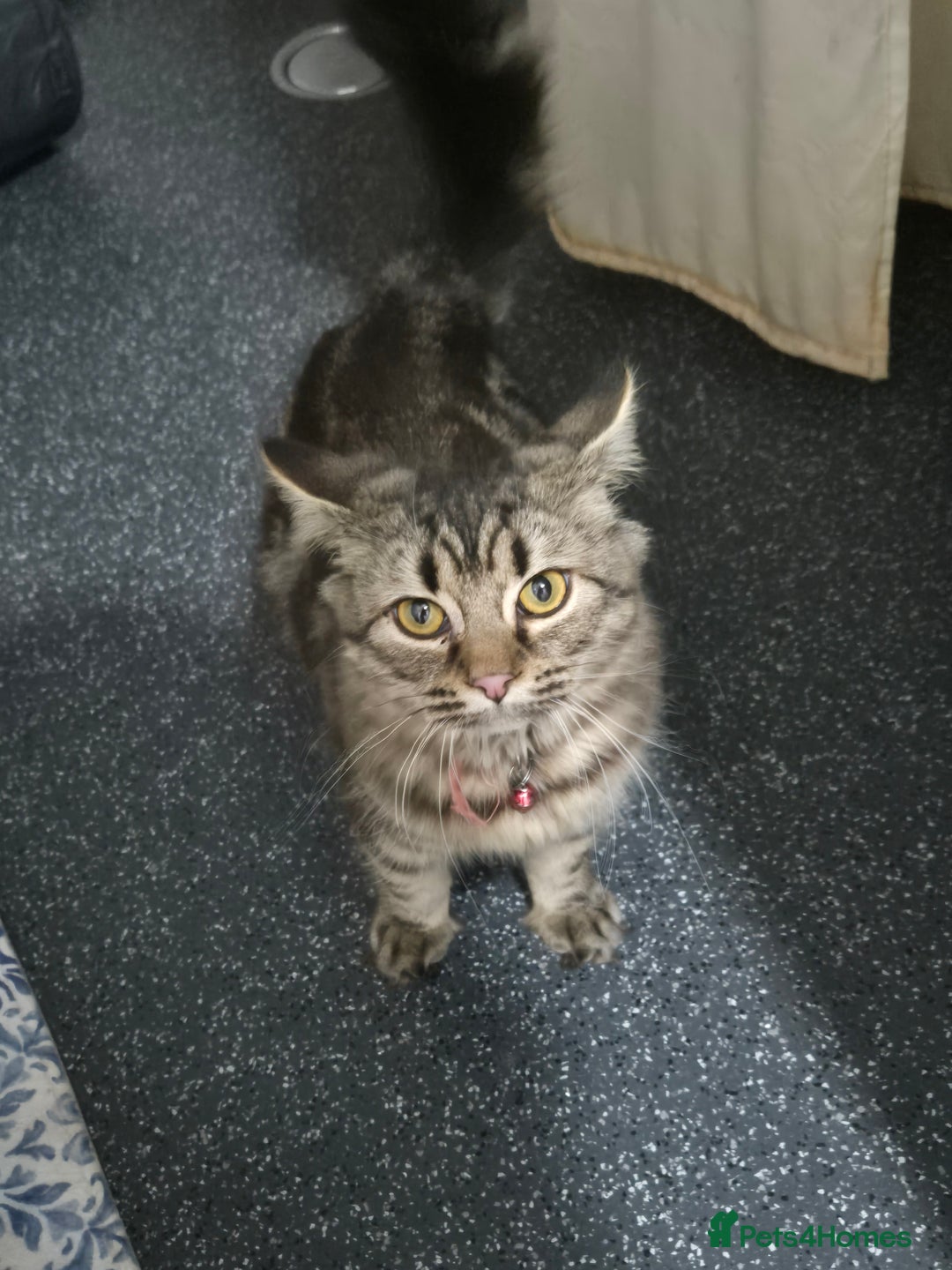 Bengal cats for sale: Beautiful Bengal X Maine Coon - Advert 4