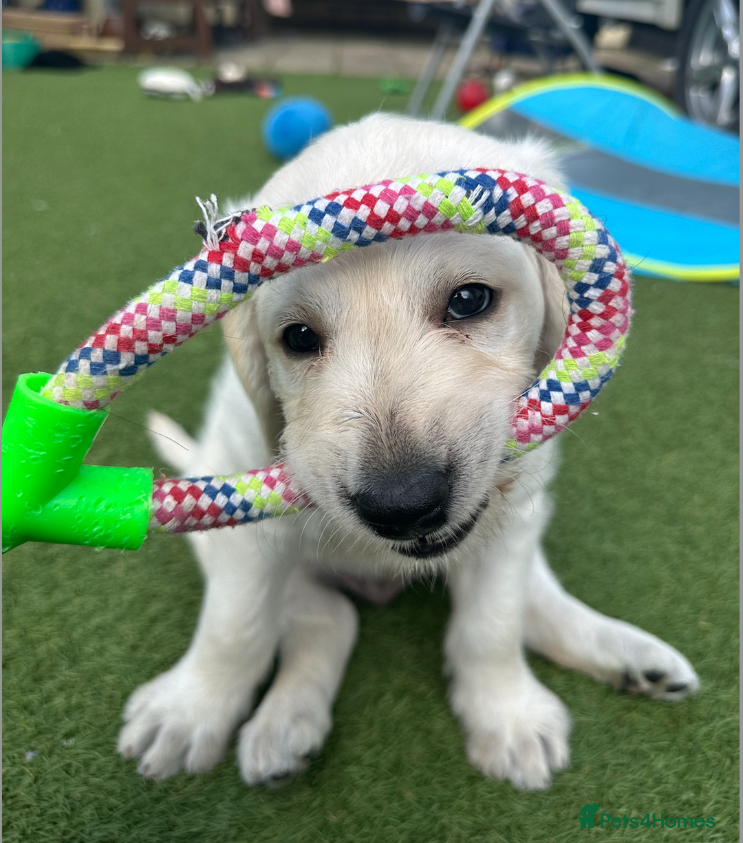 Labradoodle dogs for sale:  Unique,Exceptionally Bred F1 Labradoodles 🐾19/05 in Bristol - Image 12