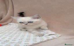 British Shorthair cats for sale: Adorable white/creme British shorthair kittens - Image 6