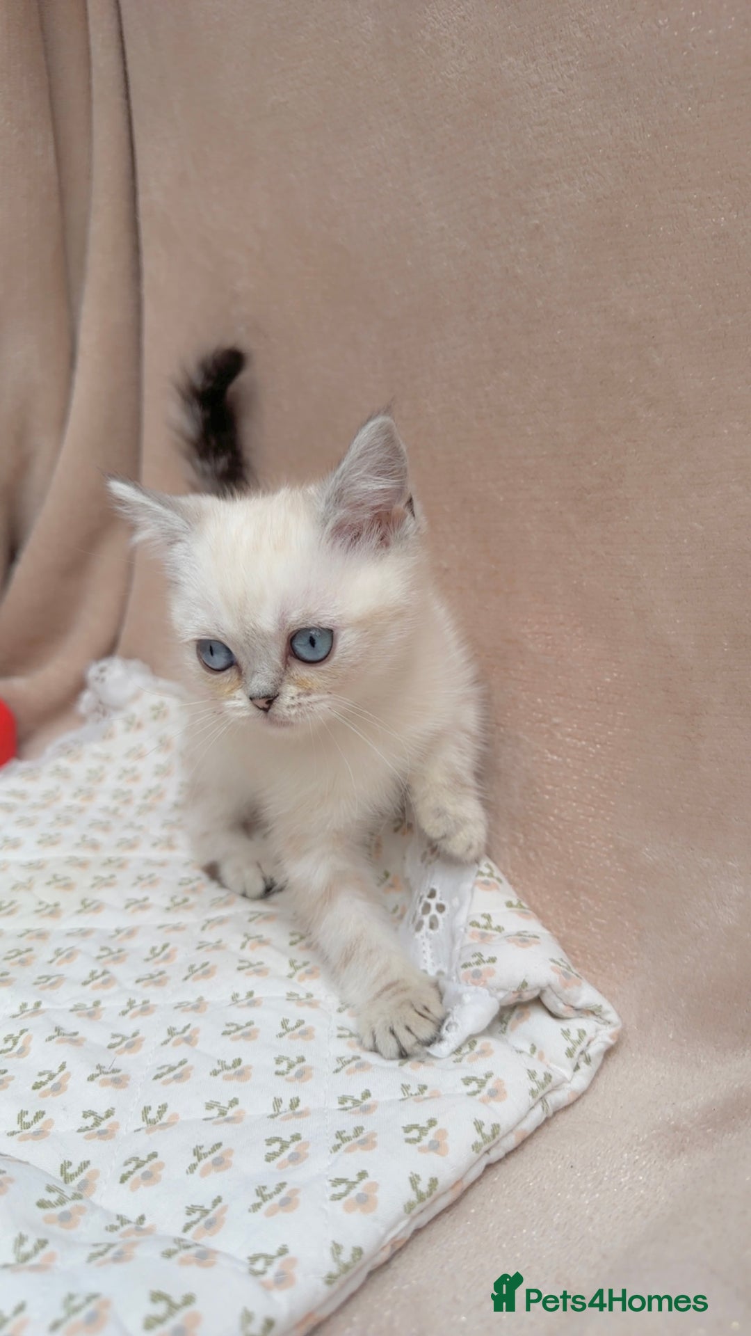 British Shorthair cats for sale: Adorable white/creme British shorthair kittens - Image 6