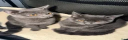 British Shorthair cats for sale: Gorgeous British blue x Russian blue  - Advert 4