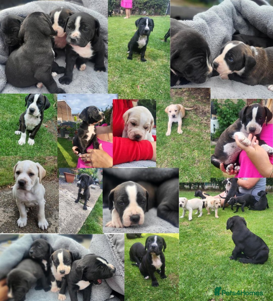 Mixed Breed dogs for sale: Ready to collect – Cane Corso puppies  - Image 38
