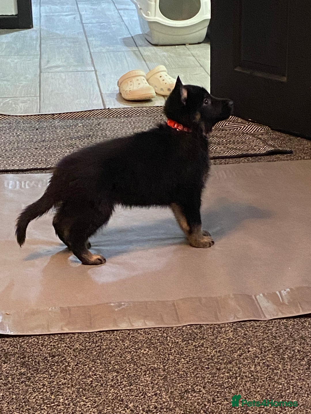 German Shepherd dogs for sale: German Shepard Puppies - Image 8