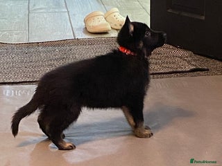 German Shepherd dogs - Advert 17