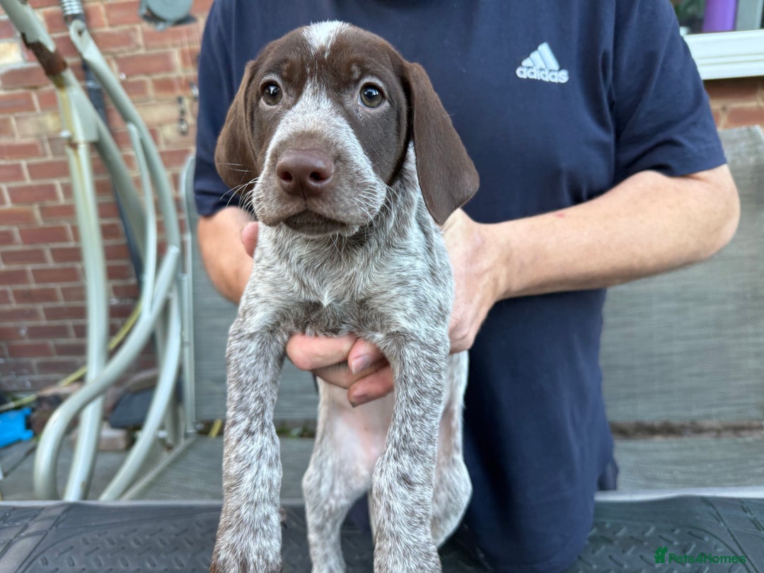 Mixed Breed dogs for sale: German shorthair pointer/wirehairpointer - Image 32