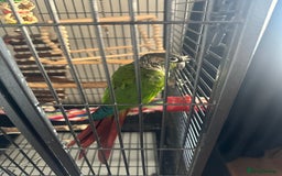 Conures birds for sale: Green Cheek Conure Parrot & Cage - Image 2