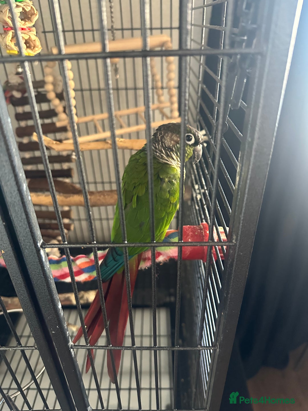 Conures birds for sale: Green Cheek Conure Parrot & Cage - Image 2