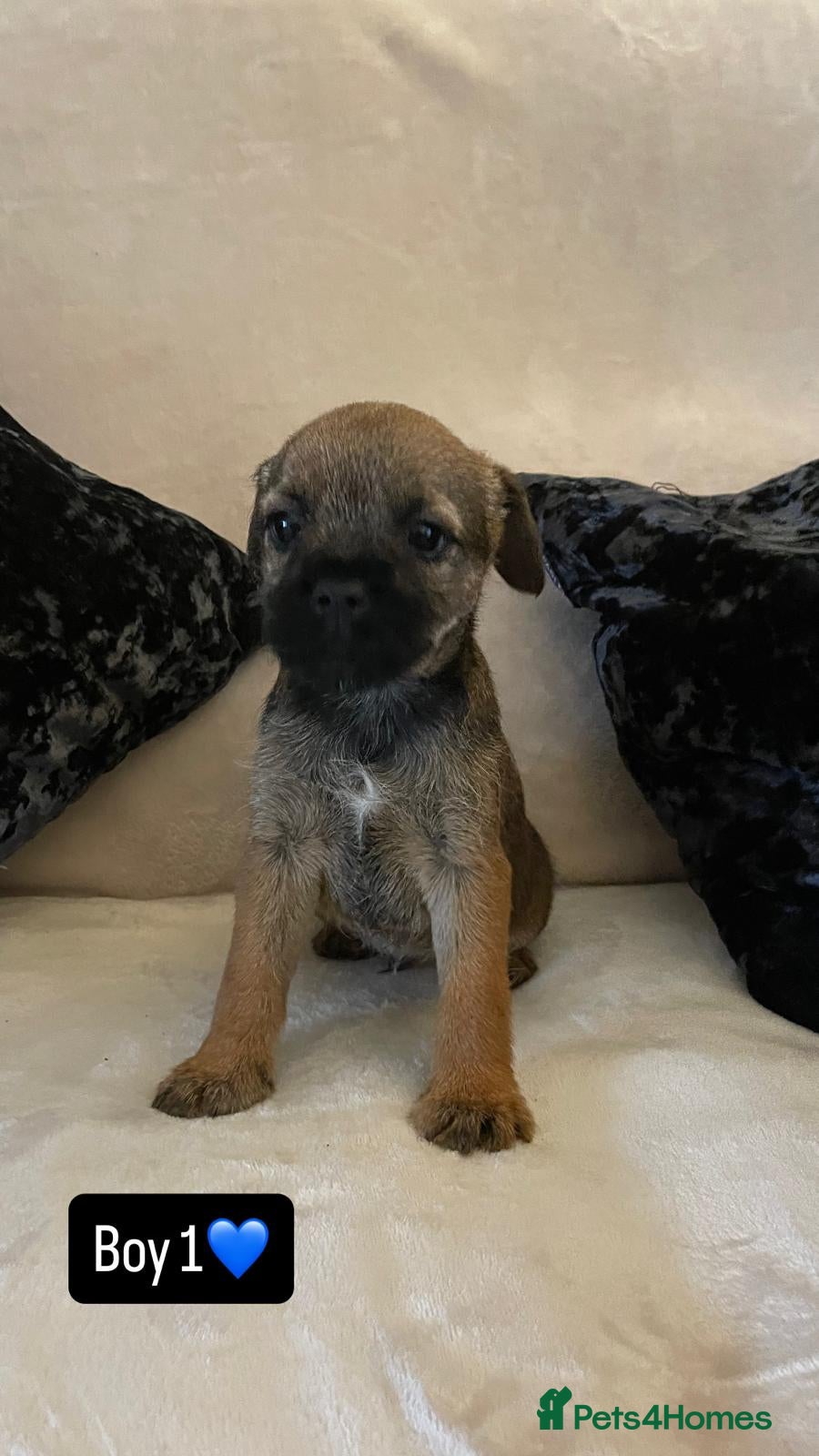 Border Terrier dogs Border terrier puppies - Advert 4
