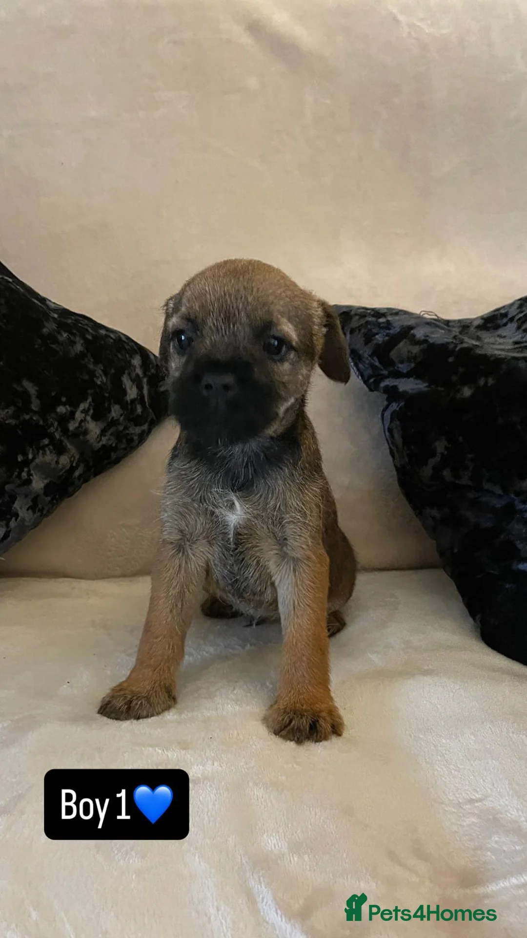 Border Terrier dogs for sale: Border terrier puppies - Advert 1