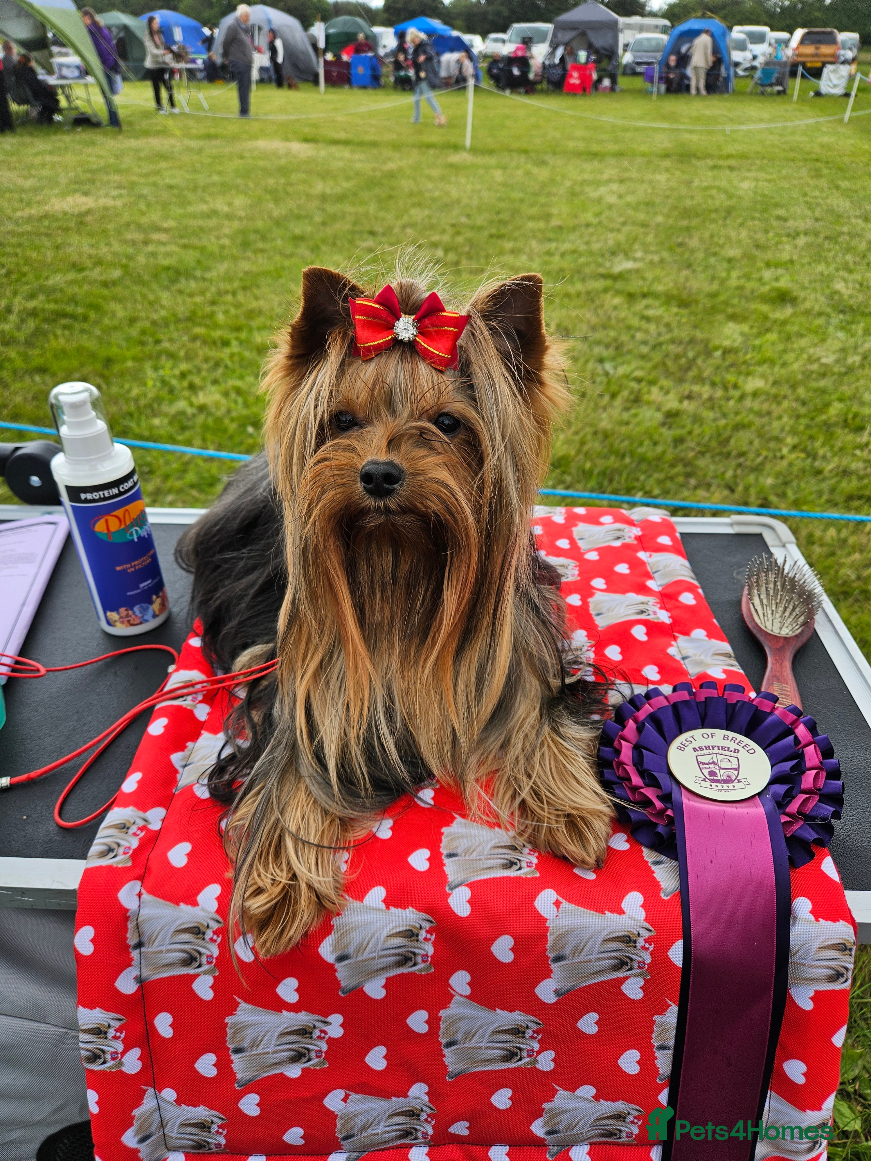 Yorkshire Terrier dogs PROVEN KC reg 2.5kg experienced STUD boy in Newton-le-Willows - Advert 1