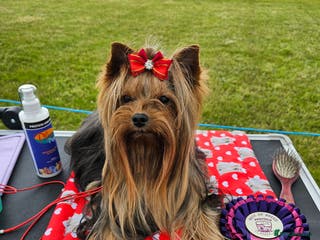 Yorkshire Terrier dogs PROVEN KC reg 2.5kg experienced STUD boy in Newton-le-Willows - Advert 5