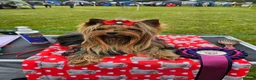 Yorkshire Terrier dogs for stud: PROVEN KC reg 2.5kg experienced STUD boy in Newton-le-Willows - Advert 1