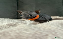Sphynx cats for sale: TICA REGISTERED CANADIAN Elf Sphynx 1 kitten left  - Image 19