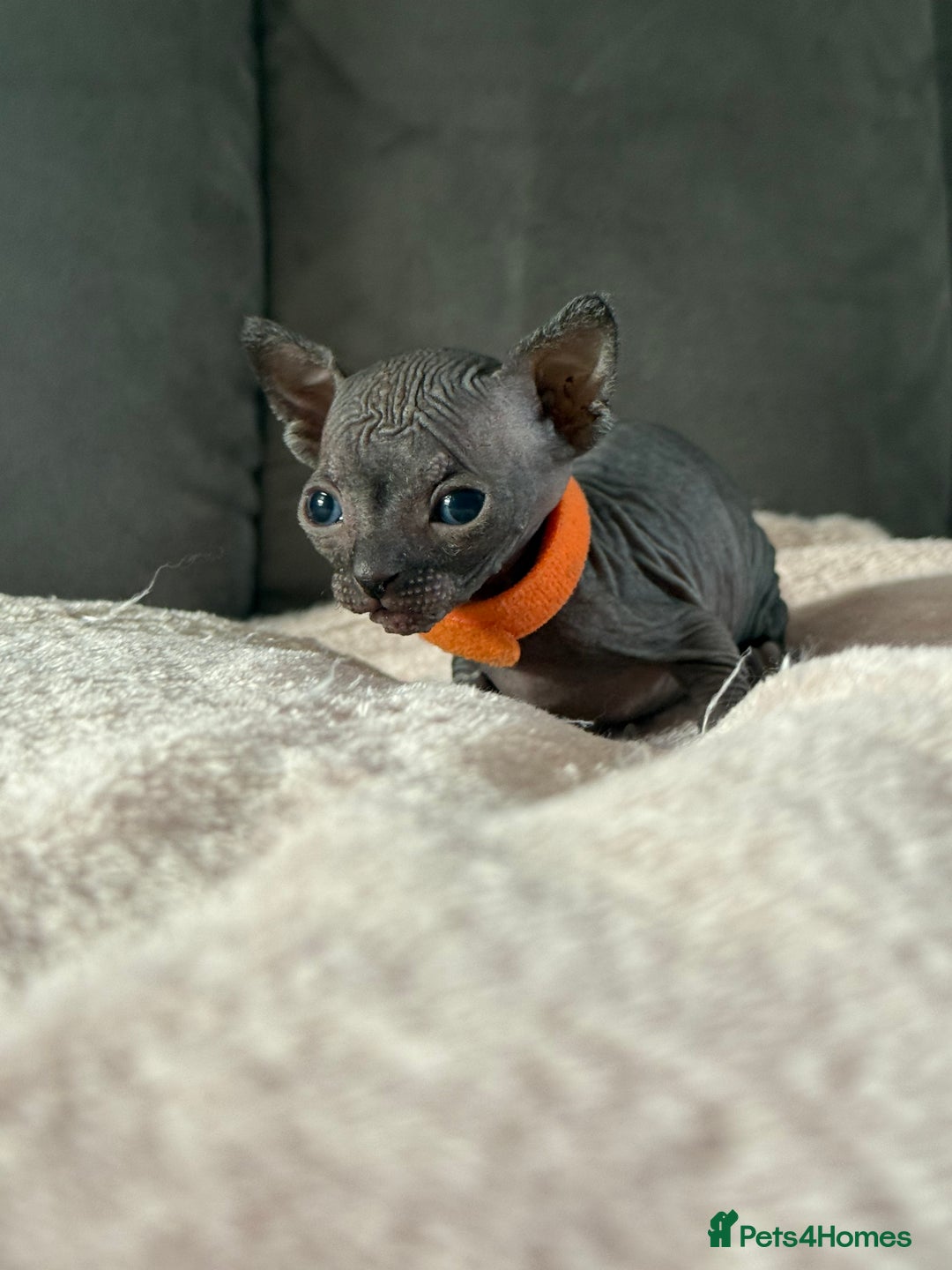 Sphynx cats for sale: TICA REGISTERED CANADIAN Elf Sphynx 1 kitten left  - Image 19