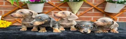 Miniature Dachshund dogs for sale: READY NOW FULLY VAX MINI 4 BOYS KC REG PRA CLEAR - Advert 5