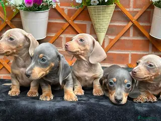 Miniature Dachshund dogs READY NOW RAINBOW MINIS KC REG PRA CLR - Advert 2
