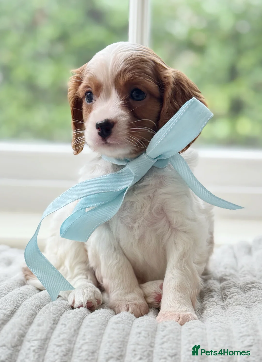 Cavapoo dogs for sale: Stunning F2 cavapoo health tested - Advert 30