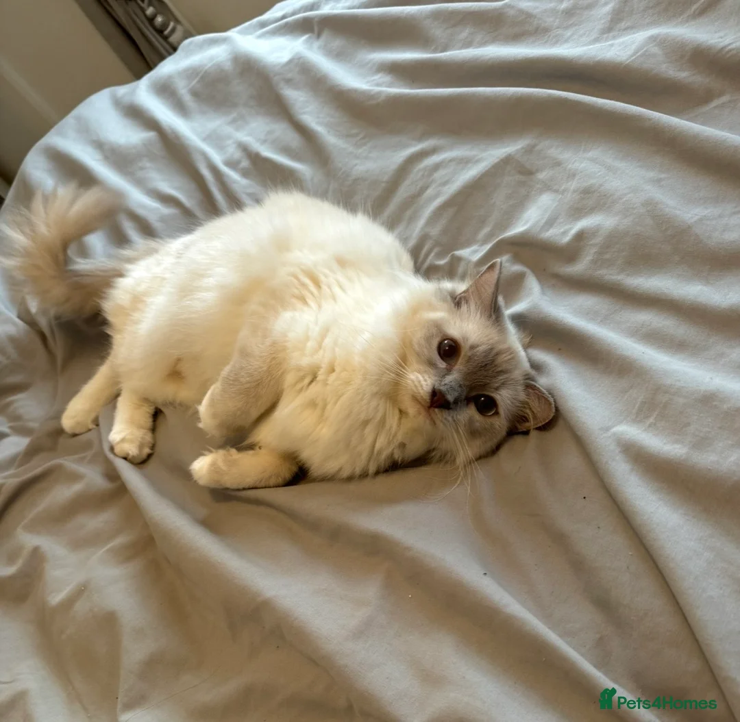 Ragdoll cats for sale: GCCF RAGDOLL KITTENS FOR SALE  in Glasgow - Advert 2