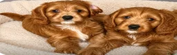 Cavapoo dogs for sale: Cavapoo’s in Walsall - Advert 4